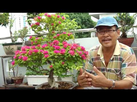 KẾT QUẢ SAU 3 THÁNG TỈA CÀNH XIẾT NƯỚC CHO BÔNG GIẤY RA HOA.