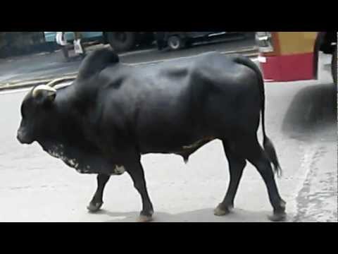 Strong Magnificient and Peaceful the bull of Vadakkumnatha...