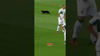 Kucing Mengganggu Pertandingan? Momen Tak Terduga Di Lapangan Sepak Bola