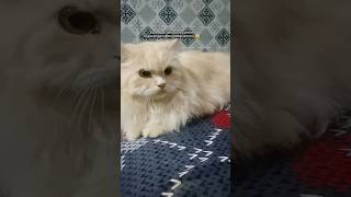 Salary Sonpapdi Jaisi Billi Kaju Katli Jaisi