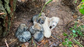 Ormandan Gelen Ses Bizi Yavrulara Götürdü | Yavru Köpekler Sırılsıklam Olmuşlar