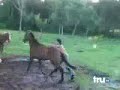 Мега прикол море приколов тут 