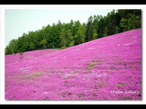 kumar sanu sawan Aaya nice song :(tarar:)