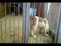 Русский Риск много лет занимается 