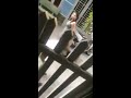 Watching video Hiện trường vợ Trương Hữu Lộc đập phá nhà Đỗ Đức Hợp