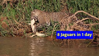 8 Jaguars In One Day Jaguar Hunting Caiman & Mother With Cub In Brazils Pant Jungle