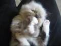 Adorable Kitten