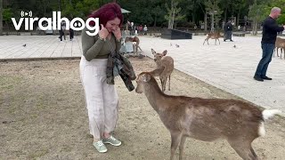 Tourist Gets Goosed By Deer In Nara Park || Viralhog