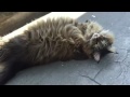 Cute Maine Coon cat talking in the Sun