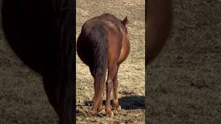 Foal Movement!!! So Cool! #Shorts #Horse #Horselife #Foal #Pregnancy #Mare