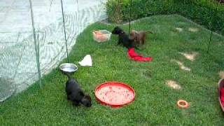 Patterdale Terriër Puppies