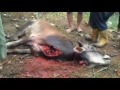 Pemotongan Sapi Qurban Mpg images Pemotongan Sapi Qurban Mpg