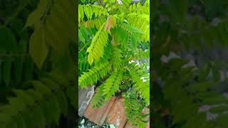 Real Ngeue Di Taman