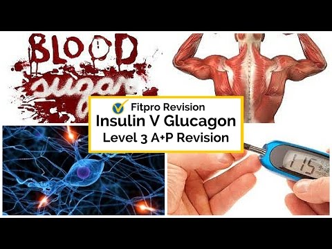 [Level 3 Anatomy Exam] What&#039;s the difference between Insulin and Glucagon?