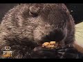 Munch Cam - Wendy the Woodchuck