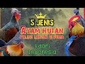 5 Jenis AYAM HUTAN Yang ada di Dunia, 3 ada di Indonesia || Super Langka