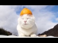 のせ猫 x デコポン帽子