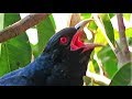 Koel bird singing sound - Cuckoo Song - കുയില്‍നാദം - कोयल की आवाज - Koyal ki awaz