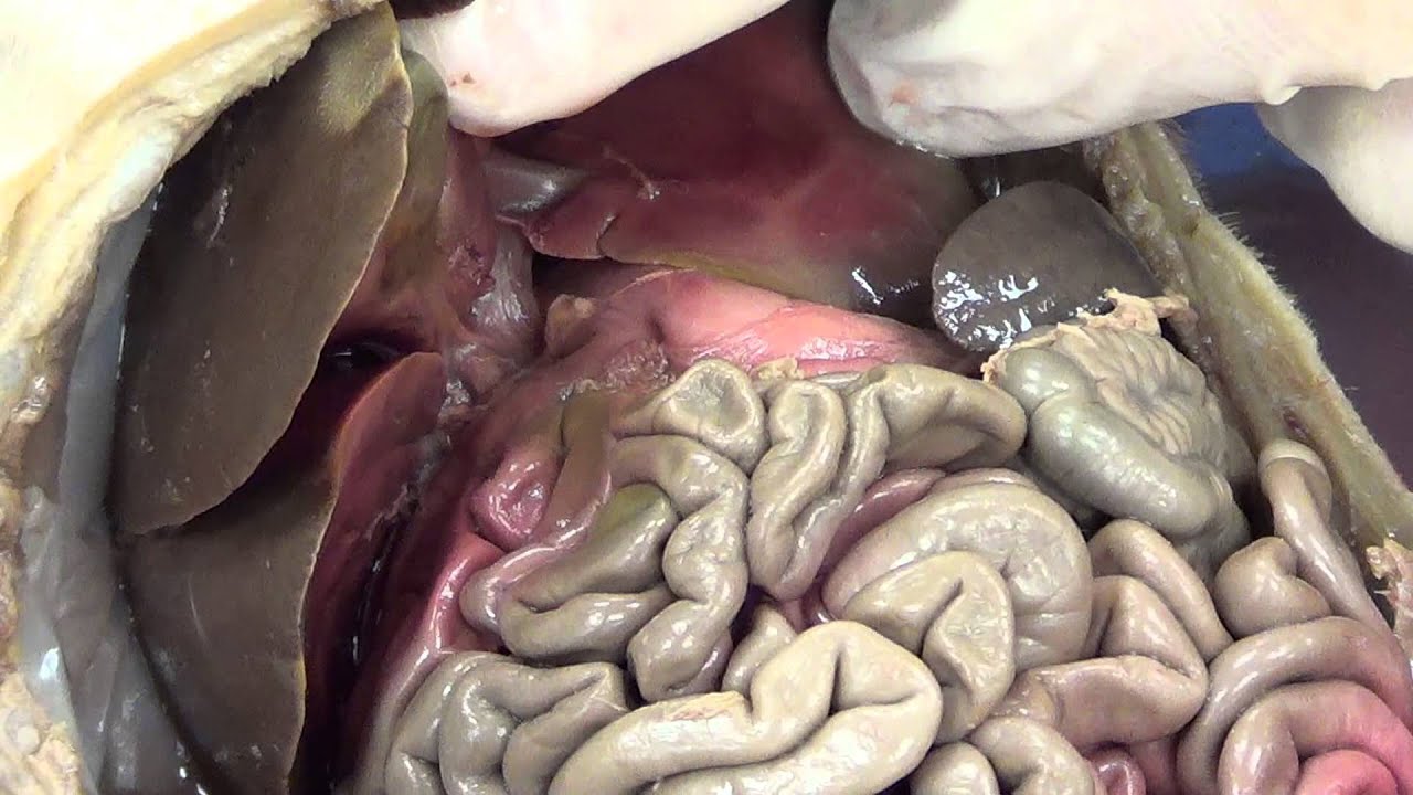 Fetal Pig Dissection Part 2) - YouTube