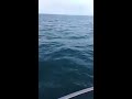 Offshore Fishing 40 miles out of Venice, FL