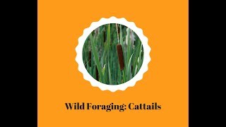 The Changing Earth Presents: Wild Foraging Cattails