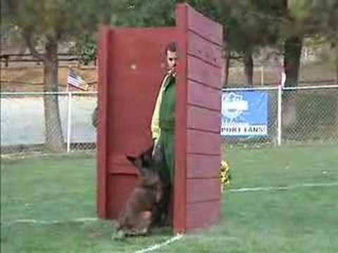 French Malinois
