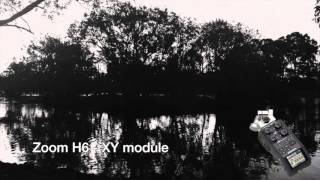 Zoom H6 Xy Vs Rode Ntg2 - Environment Sounds