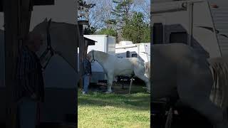 Percheron Draft Horse Goes On Command