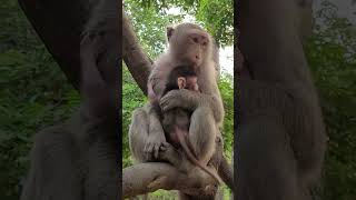#monkeycute #monkey05 #cute #monkeymonkey #animals