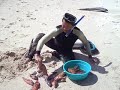 Kelvin Kurniawan Tanjung Putus Pulau Di Lampung Ikan Krapu images Kelvin Kurniawan Tanjung Putus Pulau Di Lampung Ikan Krapu