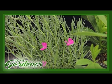 Sun Perennials | Volunteer Gardener