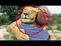 Funny Different Animals Animals Hugging People Animals Hugging Humans Compilation New 2020 HD #161