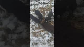 Lov Na Divlje Svinje Sa Terijerima