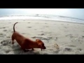 Raw Video: Playful Pup Meets Crab on Beach