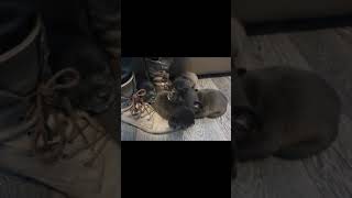 Patterjack 4 Weeks & Spitspatz 5 Weeks Puppies. Cute & Feisty Fell Terriers Patterdale Jack Russell