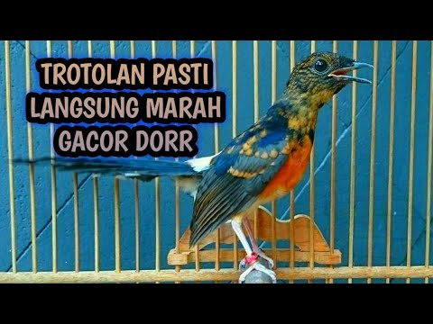 PANCINGAN MURAI TROTOL DI PAGI HARI PALING MANJUR DAN TERBUKTI AMPUH