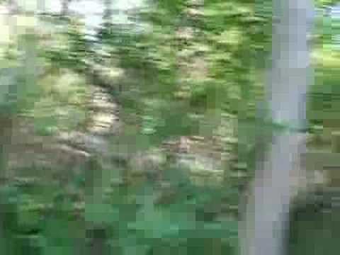 Morels and Dead Elm Trees dead elm tree pictures. Morels and Dead Elm Trees