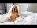 This Is What My Dog Does Every Morning
