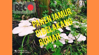 Masak Jamur Bumbu Hot