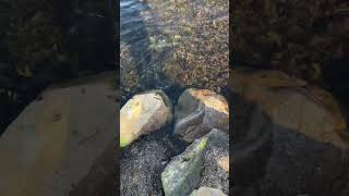 Sinking Pencil Fishing In Denmark 3467