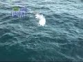 thefishingshow Kingfish MADNESS!!