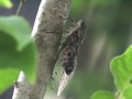 Baby Bug (by Samm Bennett and cicada)