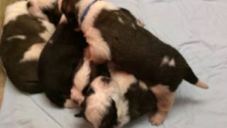 Les premiers pas de nos petits chiots st-bernards !
