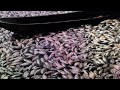 "Millions Dead Fish" Indonesia "Hosea Prophecy"