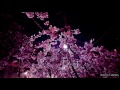 Beautiful cherry blossoms in Japan (Music by T-cophony) 2015