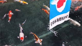 AFTERNOON JAZZ with Koi from Japan
