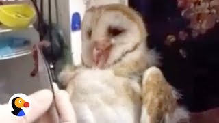 Rescued Baby Owl, Skunk, Crow Sounds During Feeding At Wildcare The Dodo Live