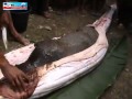 Una anaconda se come a un puerco y la rajan para sacarselo