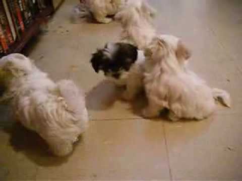 Teacup+shih+tzu+puppies+for+sale+in+illinois