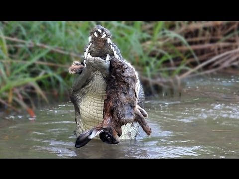 Florida Fish  Wildlife on And Eating Iguana Help Florida S Native Wildlife    Worldnews Com